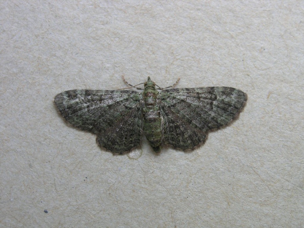 Green Pug (Pasiphila rectangulata)