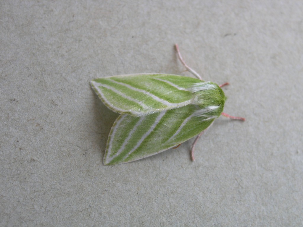 Green Silver-lines (Pseudoips prasinana)