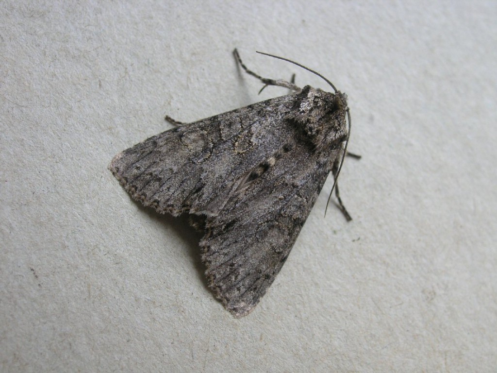 Grey Arches (Polia nebulosa)