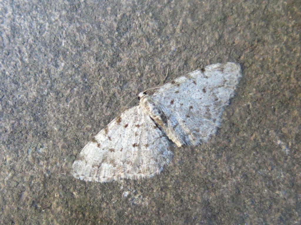 Grey Birch (Aethalura punctulata)