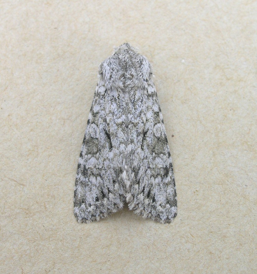 Grey Chi (Antitype chi)