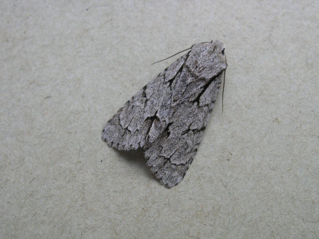 Grey Dagger (Acronicta psi)