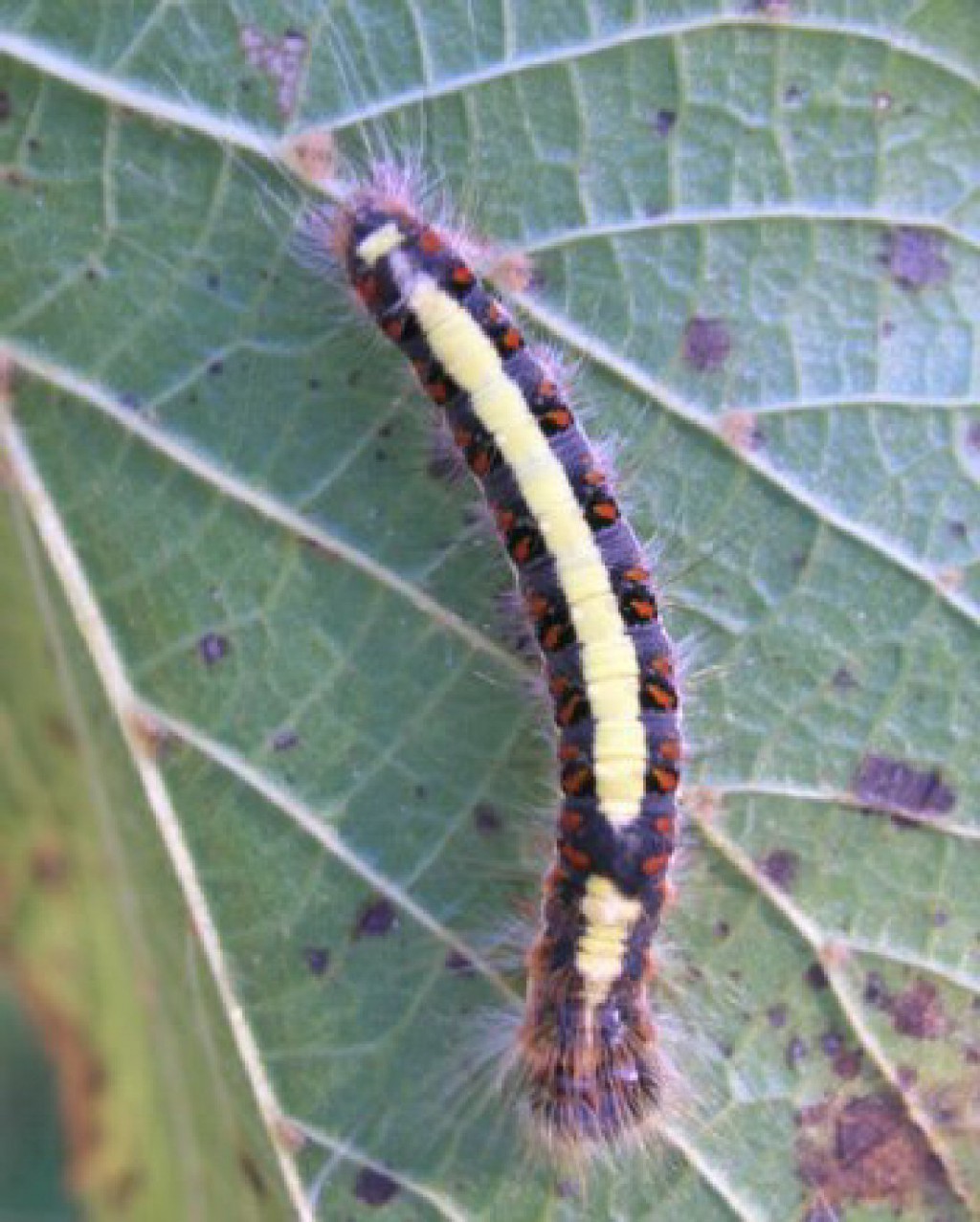 Grey Dagger (Acronicta psi)