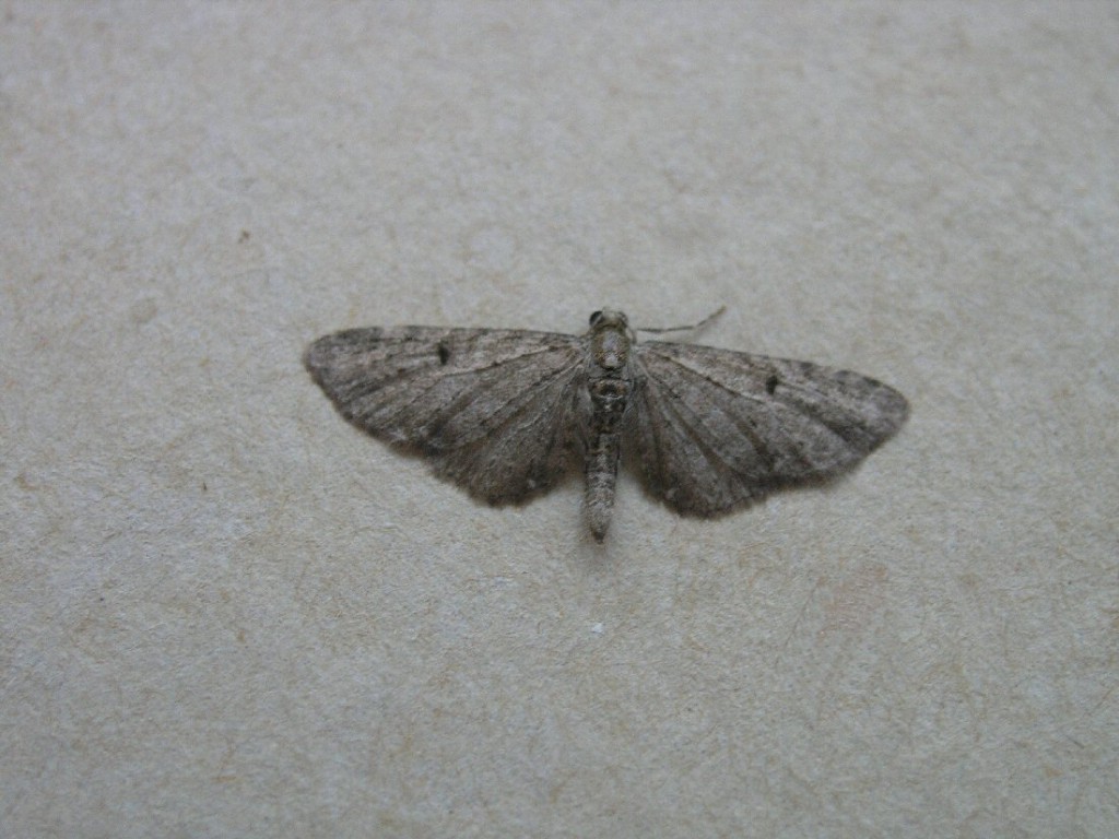 Grey Pug (Eupithecia subfuscata)