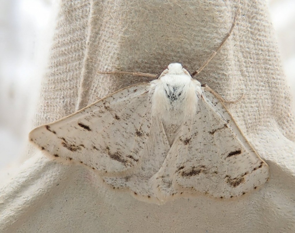 Grey Scalloped Bar (Dyscia fagaria)