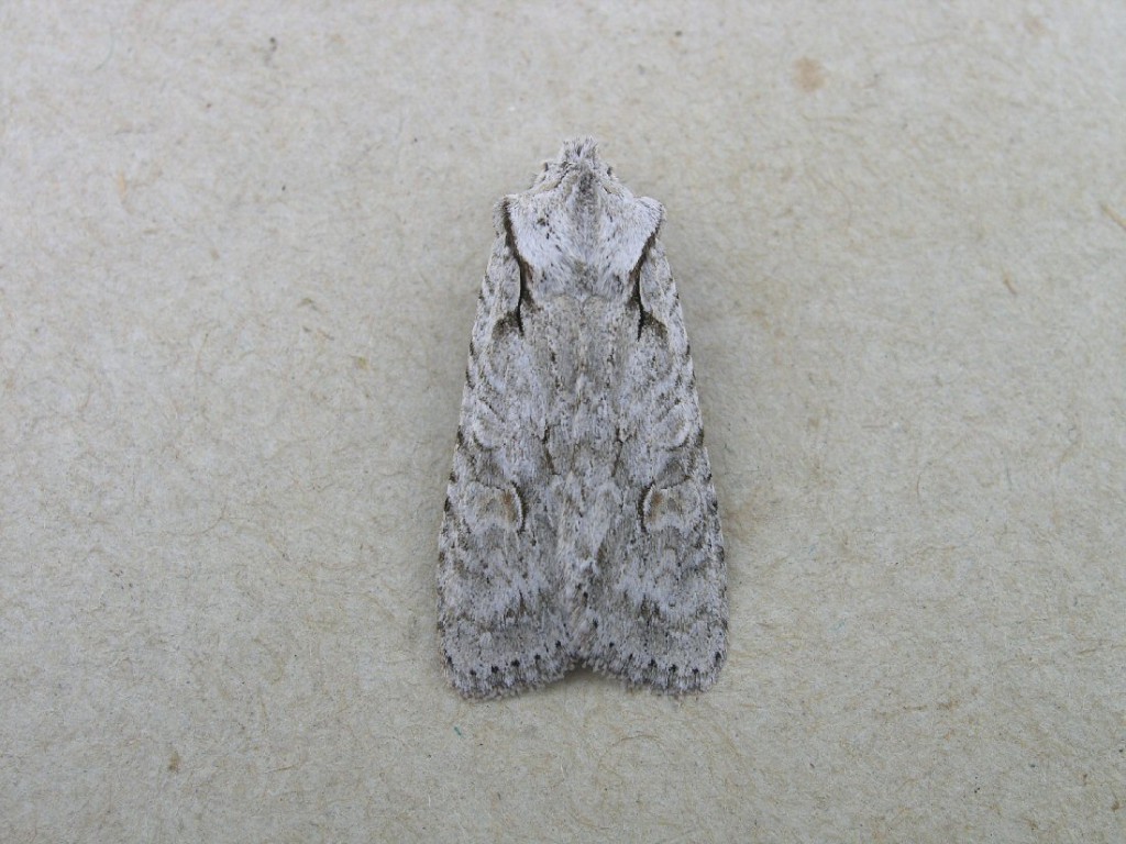 Grey Shoulder-knot (Lithophane ornitopus)