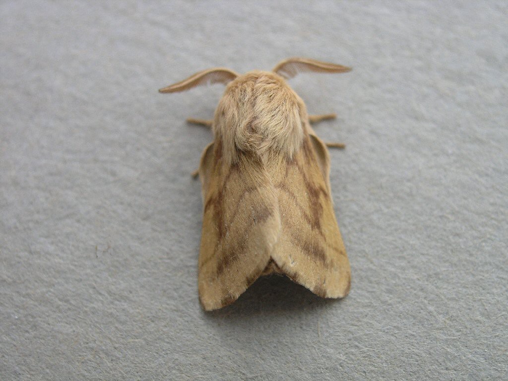 Ground Lackey (Malacosoma castrensis)