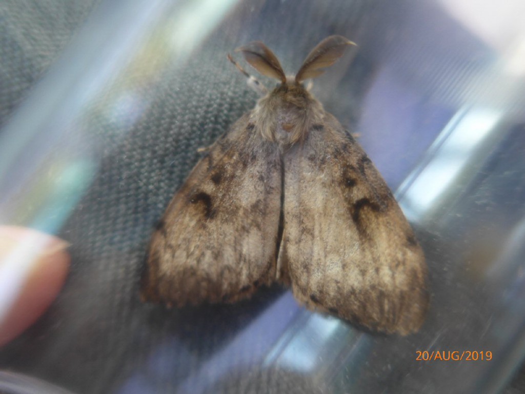 Gypsy Moth (Lymantria dispar)