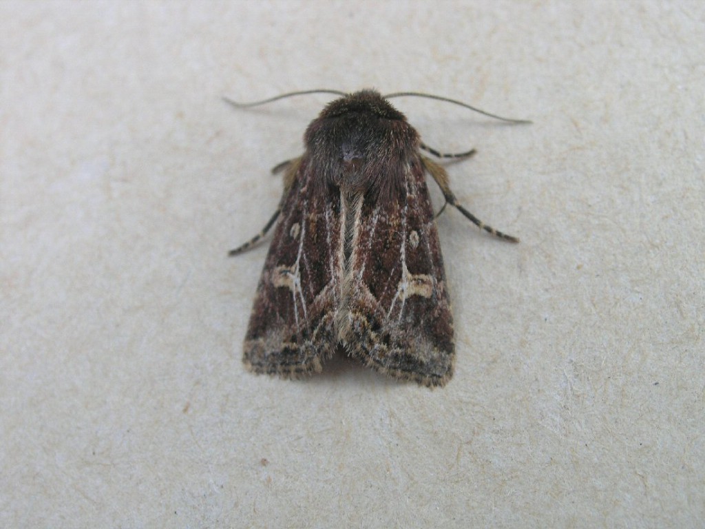 Haworth's Minor (Celaena haworthii)