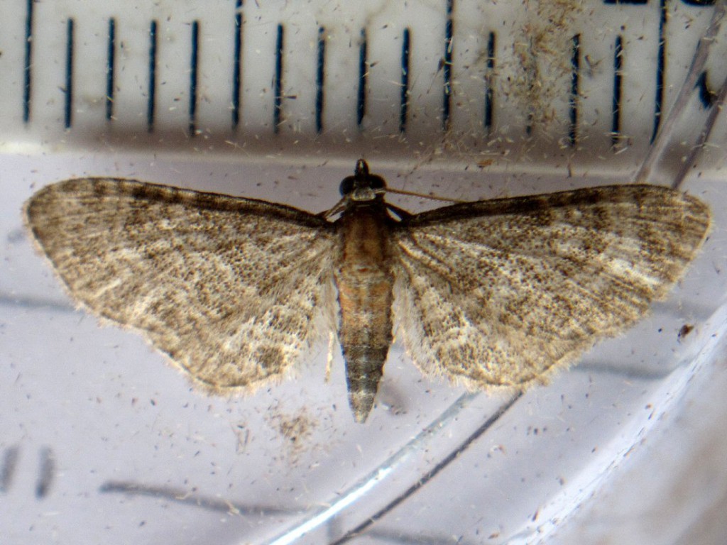 Haworth's Pug (Eupithecia haworthiata)