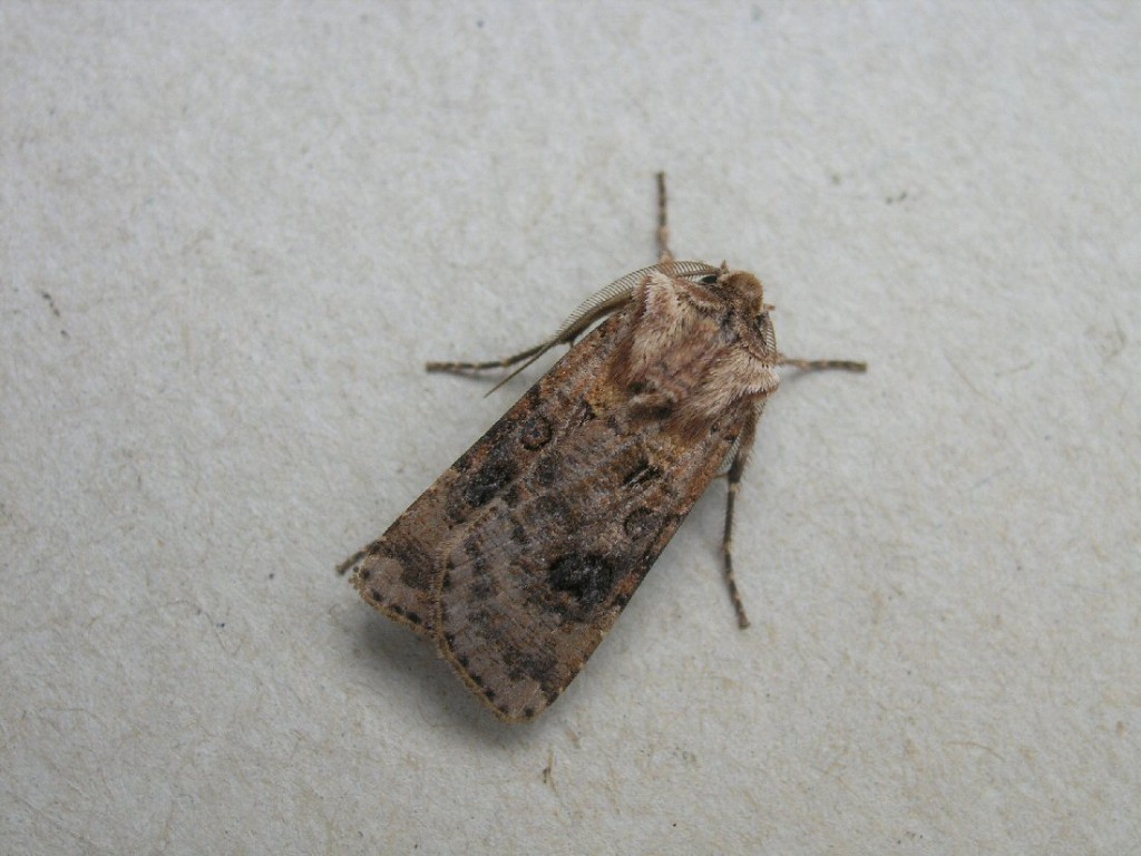 Heart & Club (Agrotis clavis)