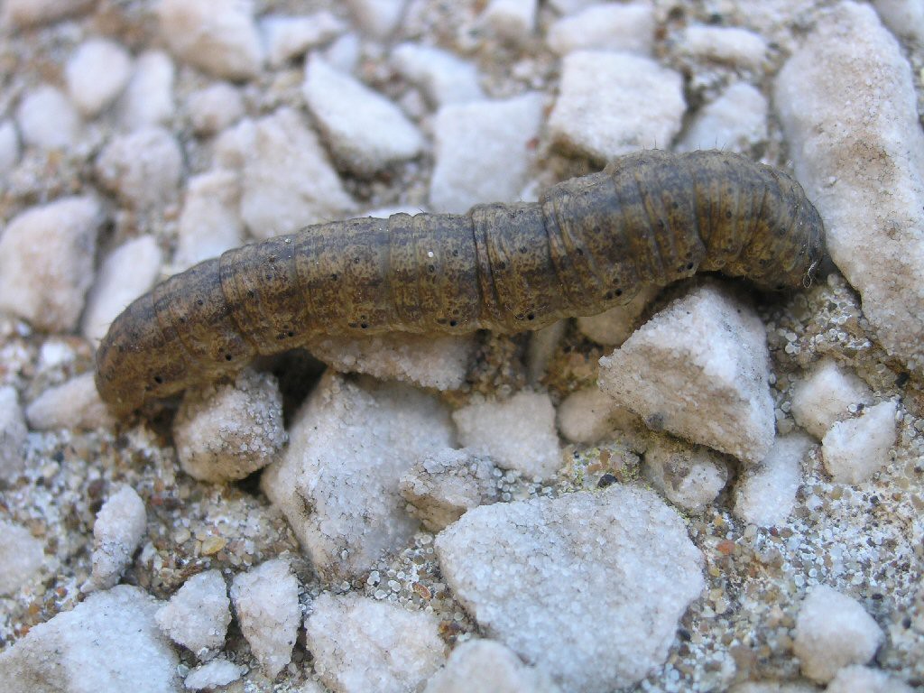 Heart & Dart (Agrotis exclamationis)