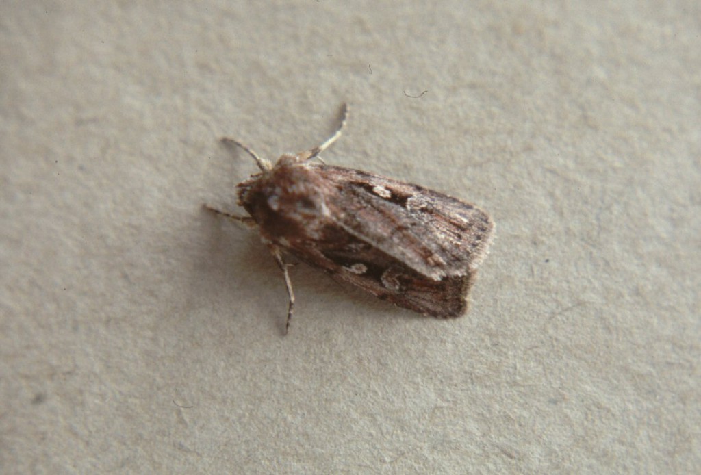 Heath Rustic (Xestia agathina)