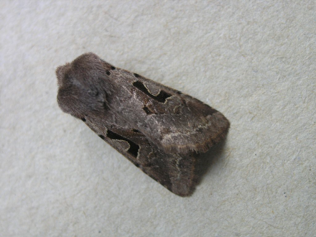 Hebrew Character (Orthosia gothica)