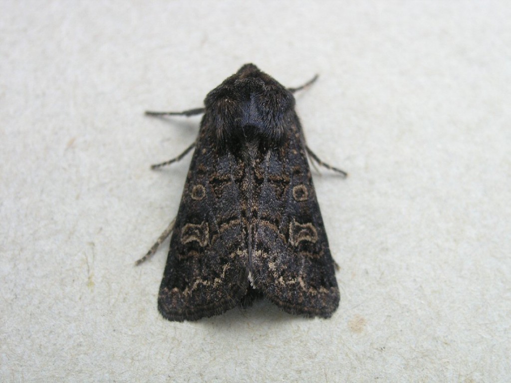 Hedge Rustic (Tholera cespitis)