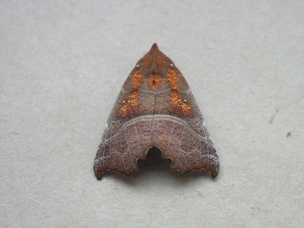 The Herald (Scoliopteryx libatrix)