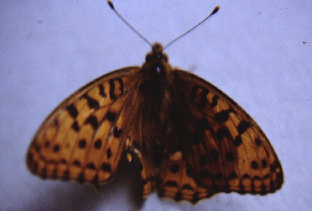 High-brown Fritillary (Argynnis adippe)