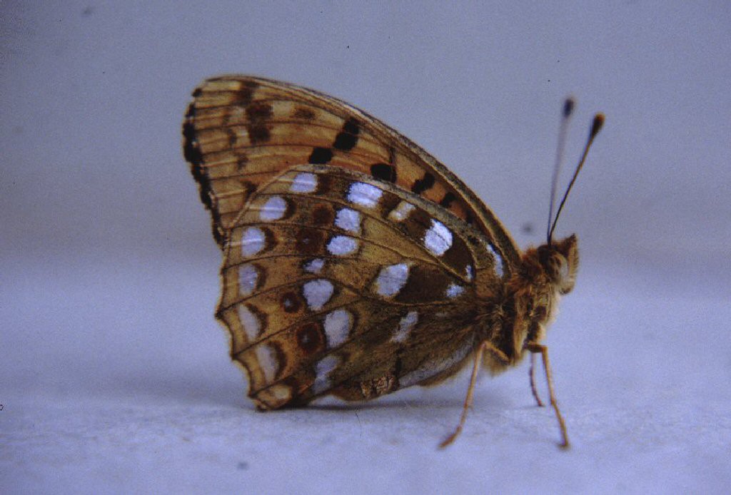 High-brown Fritillary (Argynnis adippe)