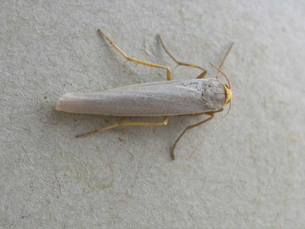 Hoary Footman (Eilema caniola)