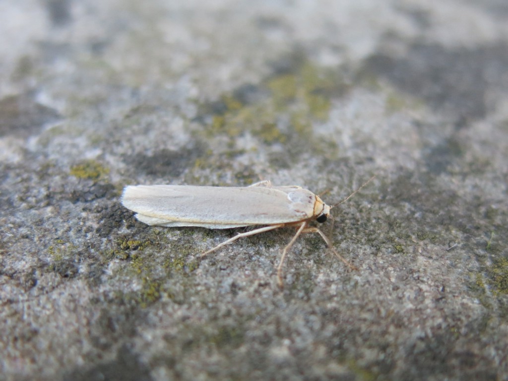 Hoary Footman