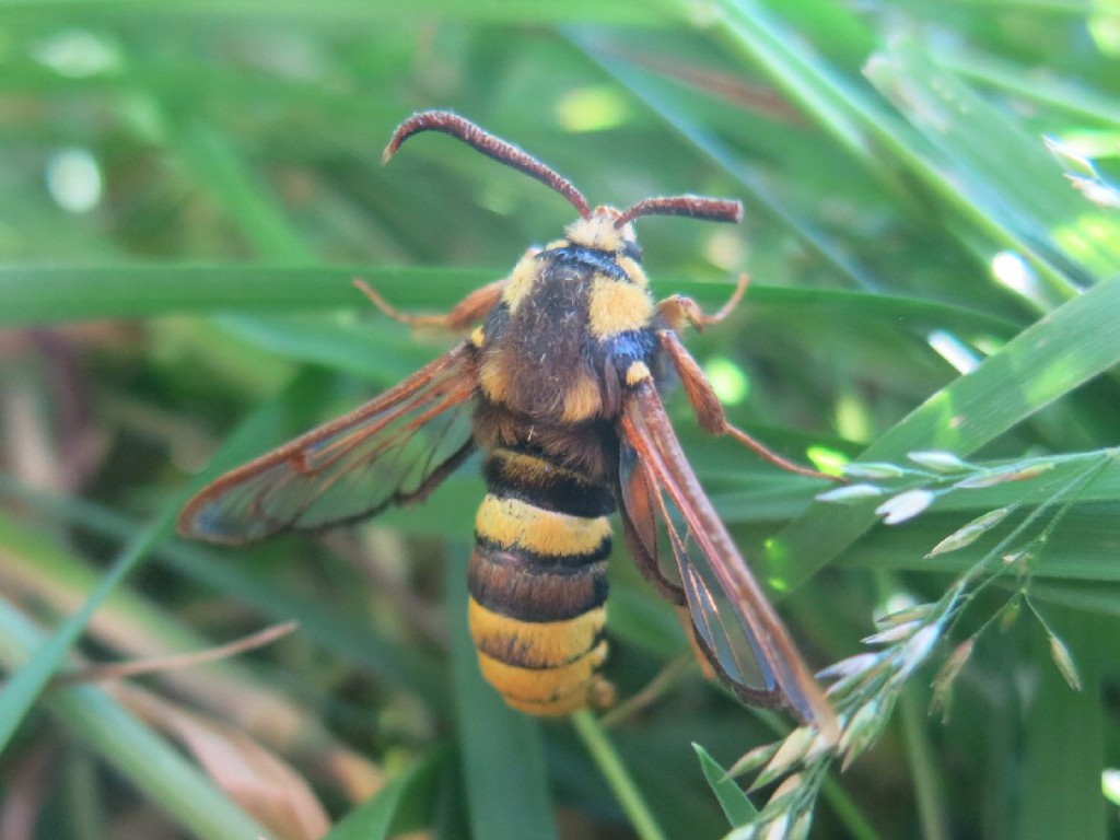 Hornet Moth (Sesia apiformis)