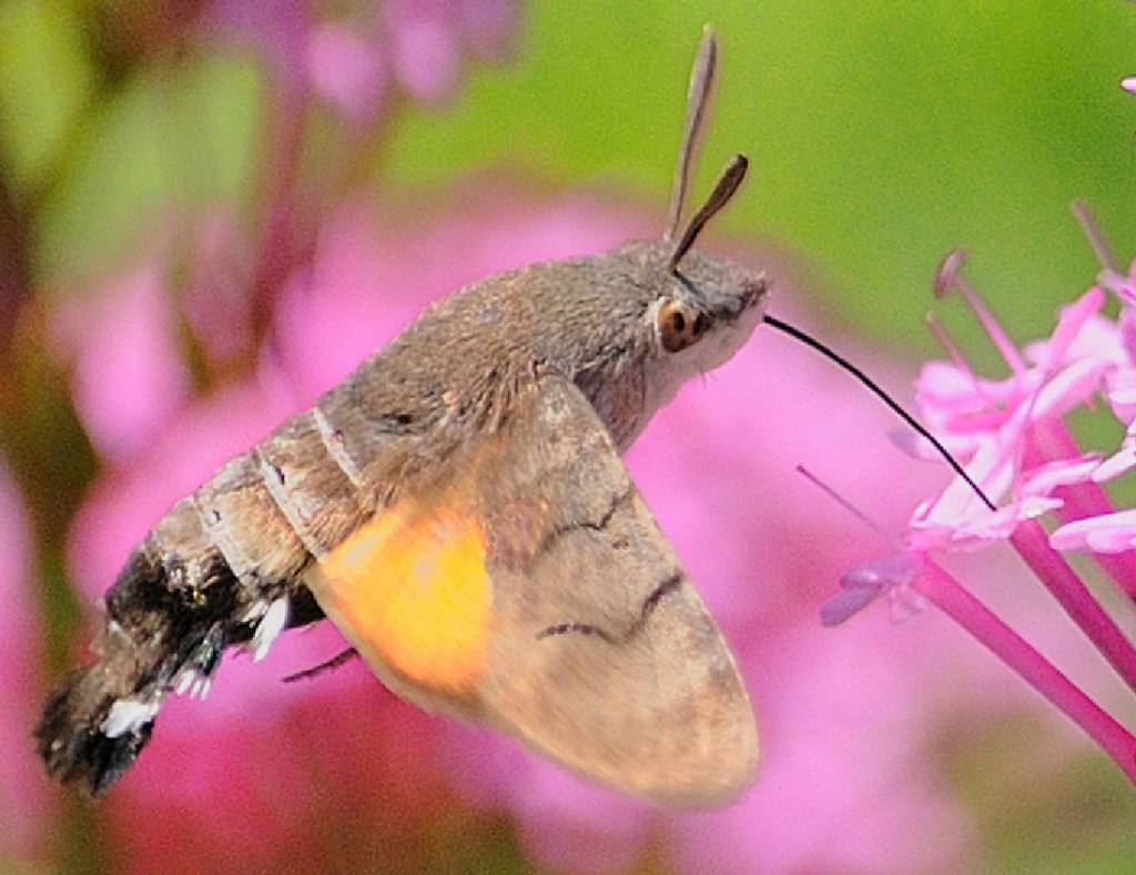 Hummingbird Hawk-moth (Macroglossum stellatarum)