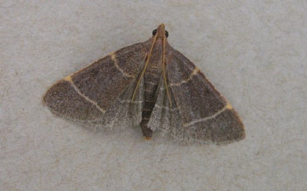 (Hypsopygia glaucinalis)