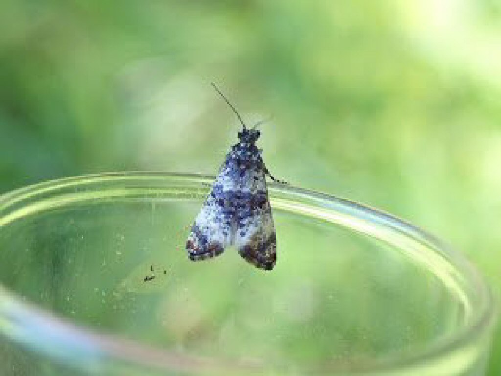 (Hysterophora maculosana)