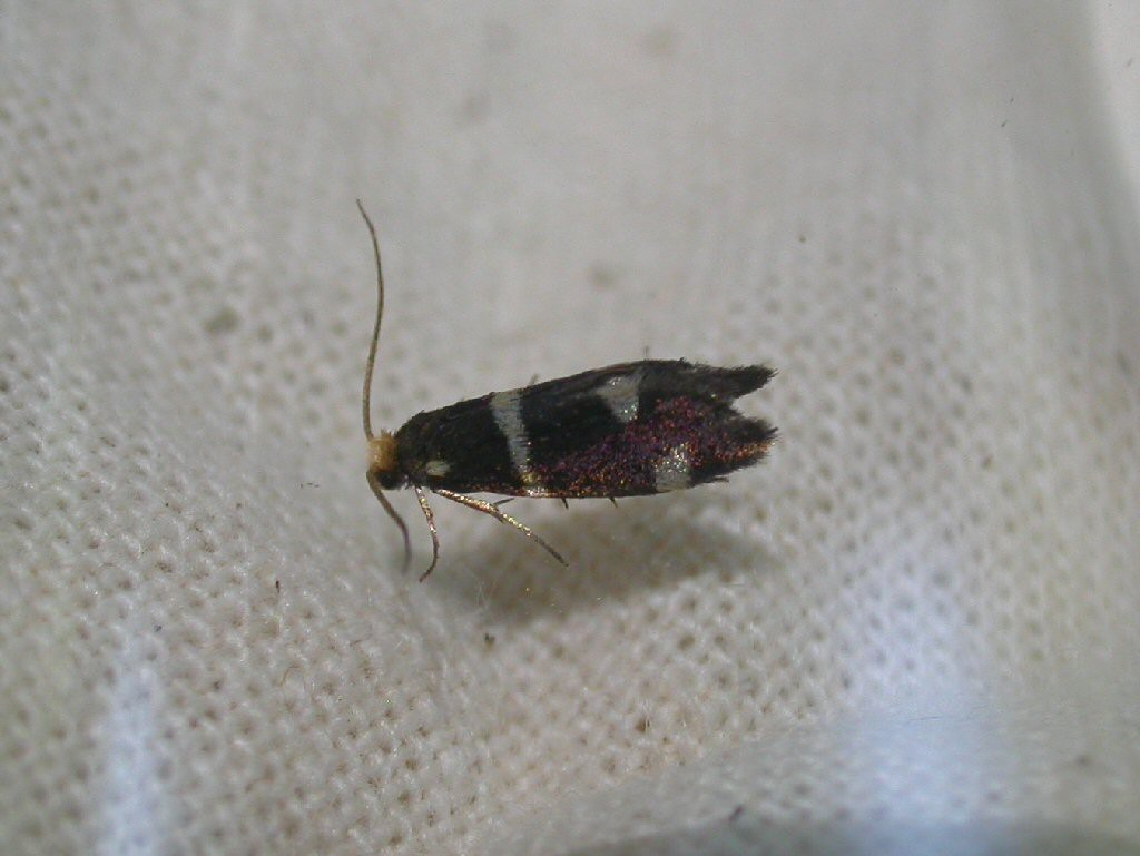 (Incurvaria praelatella)
