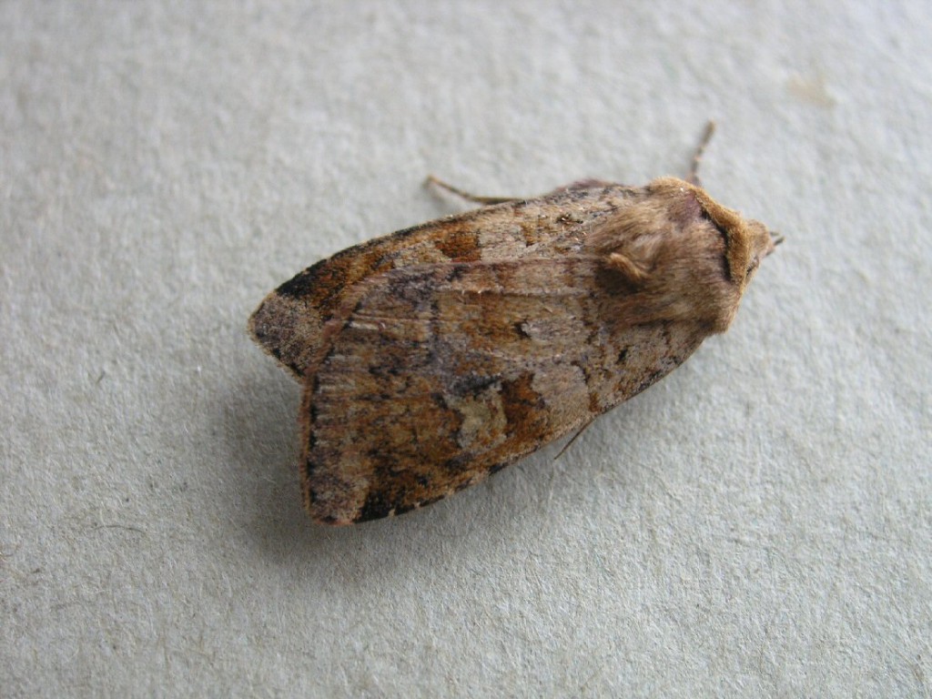 Ingrailed Clay (Diarsia mendica)