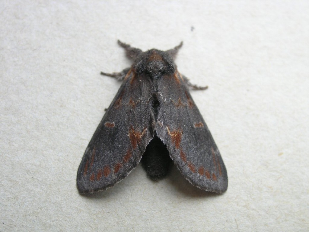 Iron Prominent (Notodonta dromedarius)