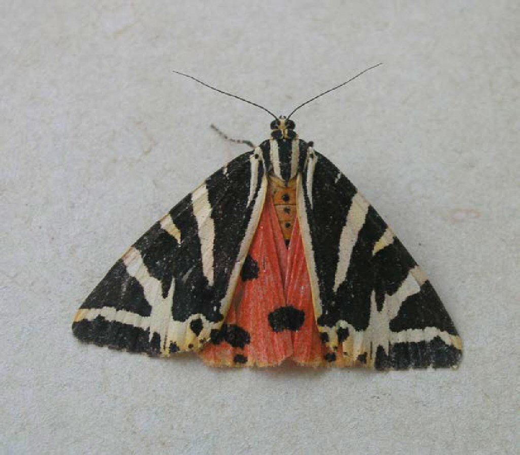 Jersey Tiger (Euplagia quadripunctaria)