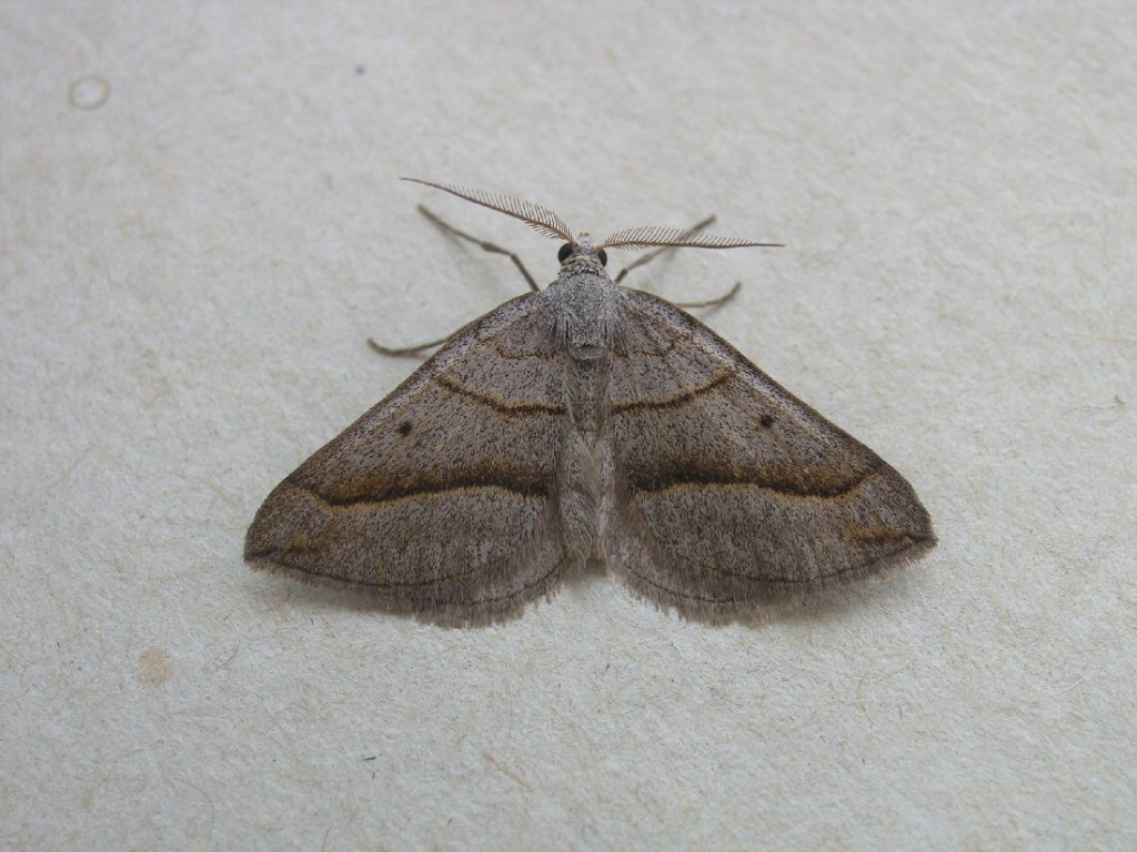 July Belle (Scotopteryx luridata)