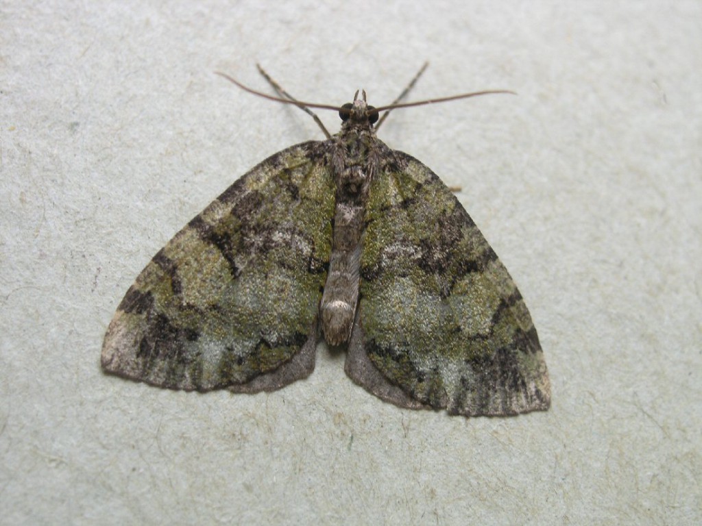July Highflyer (Hydriomena furcata)