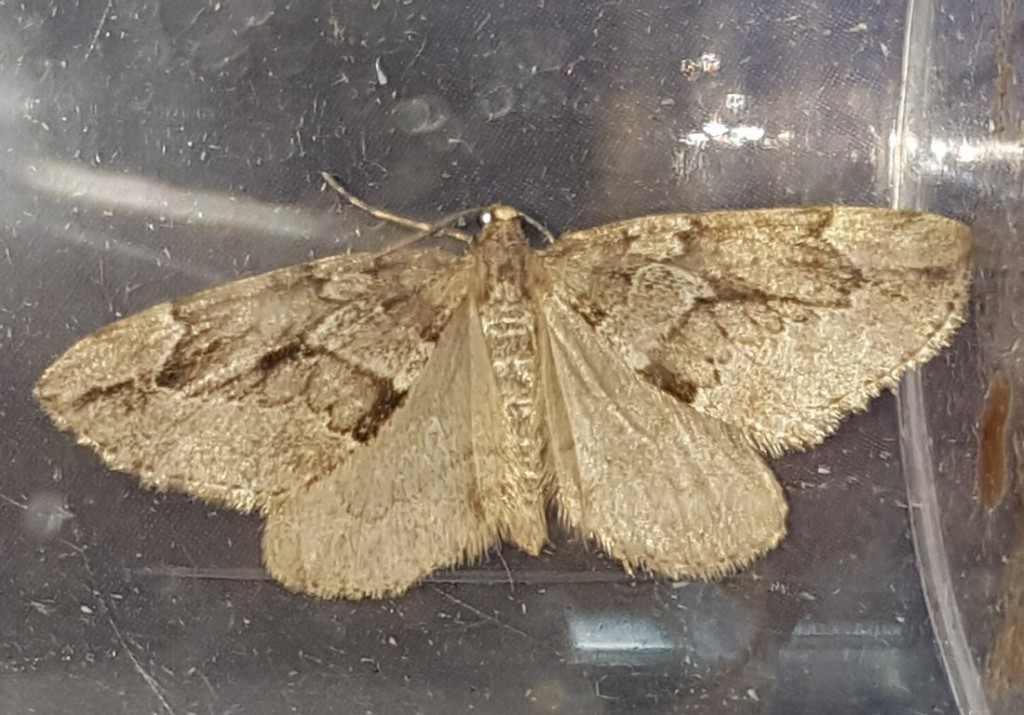 Juniper Carpet (Thera juniperata)
