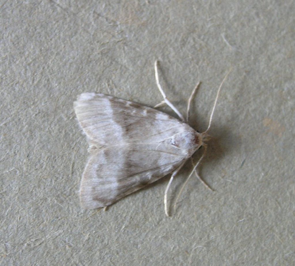 Kent Black Arches (Meganola albula)