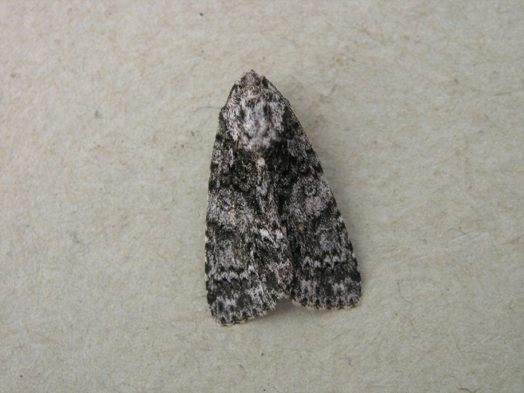 Knot Grass (Acronicta rumicis)