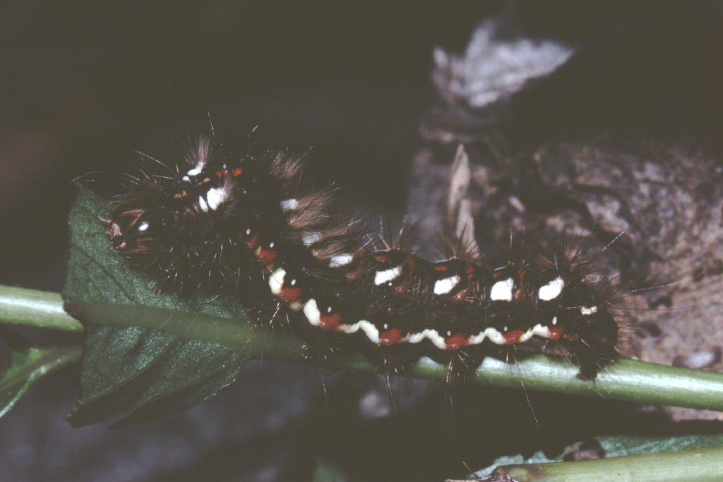 Knot Grass (Acronicta rumicis)