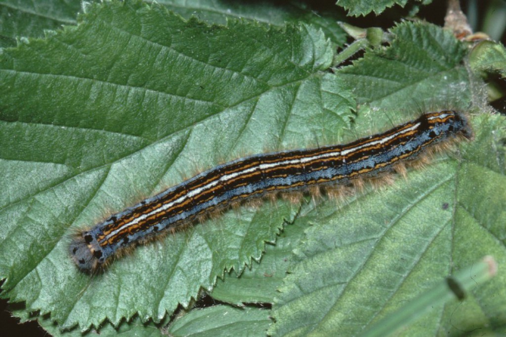 The Lackey (Malacosoma neustria)