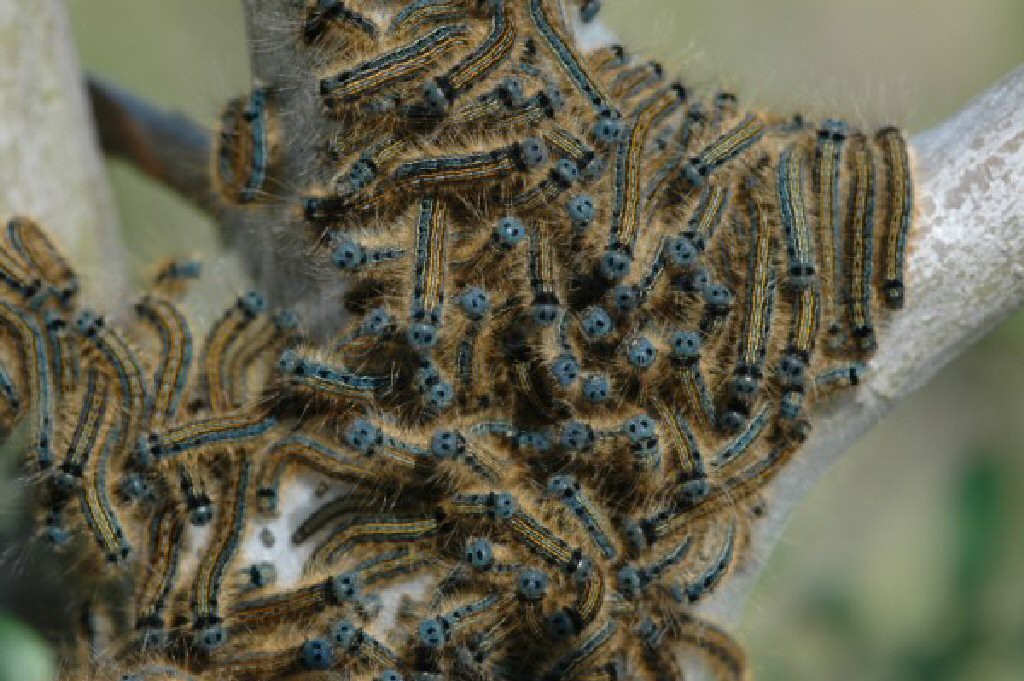 The Lackey (Malacosoma neustria)