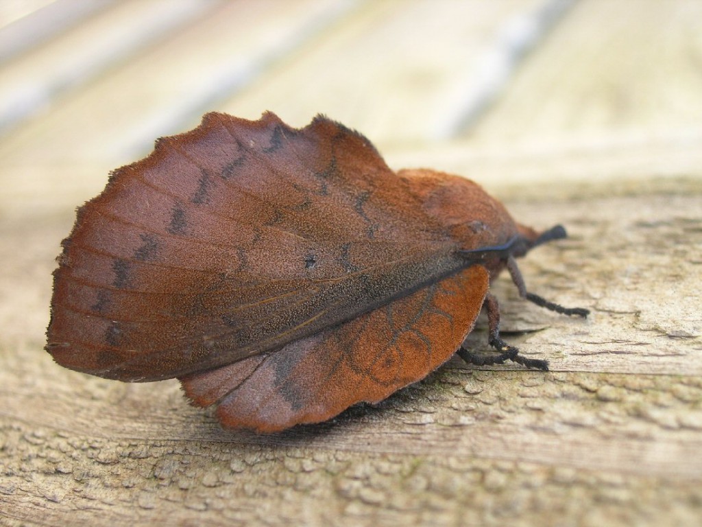 The Lappet (Gastropacha quercifolia)