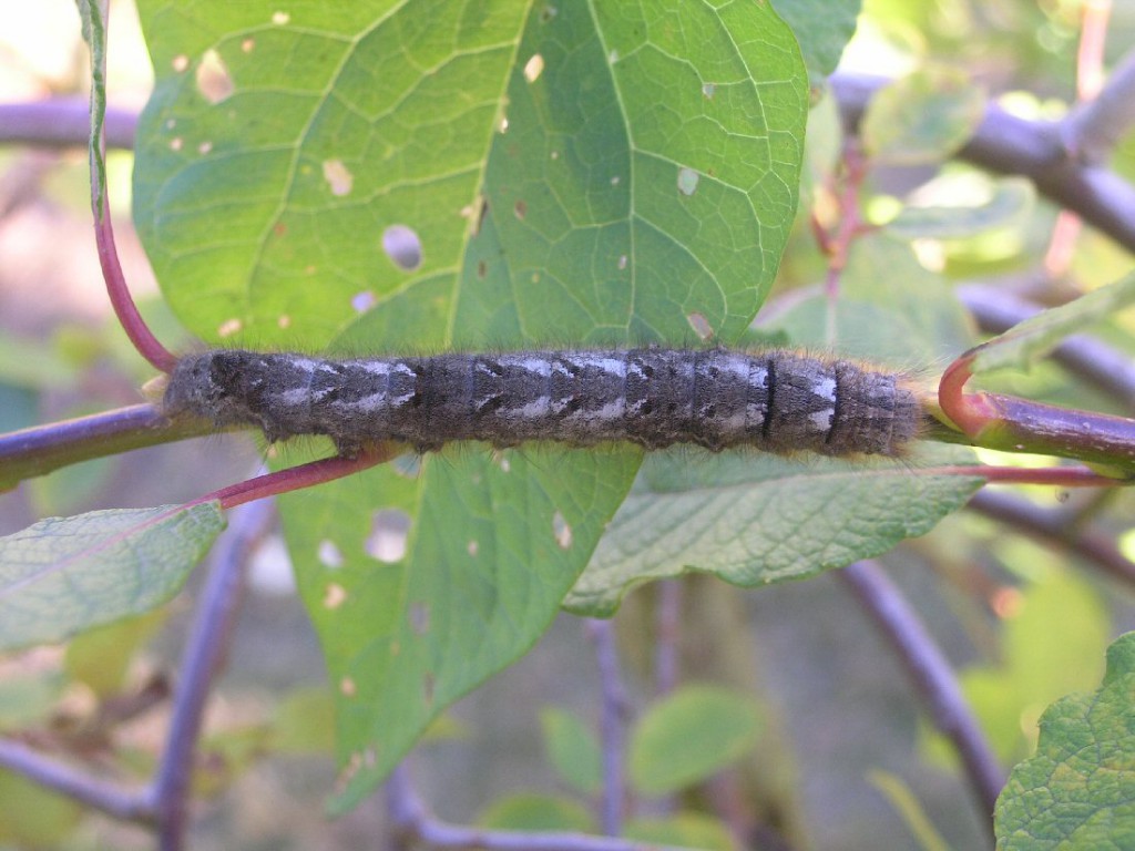 The Lappet (Gastropacha quercifolia)