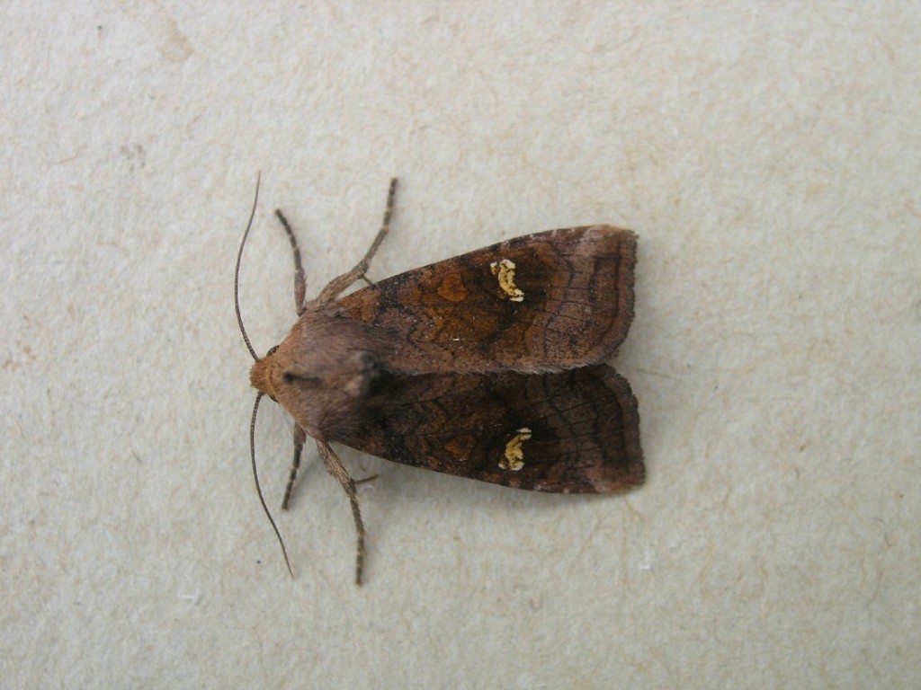 Large Ear (Amphipoea lucens)