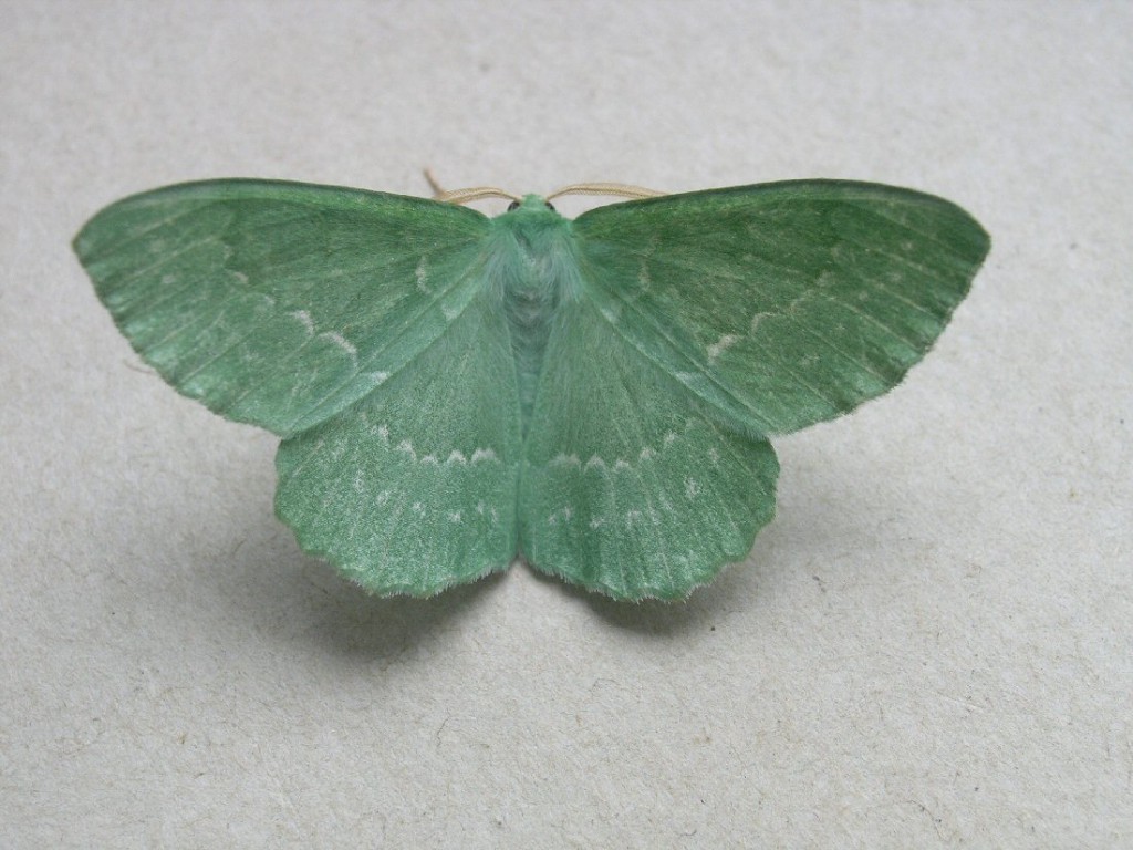 Large Emerald (Geometra papilionaria)