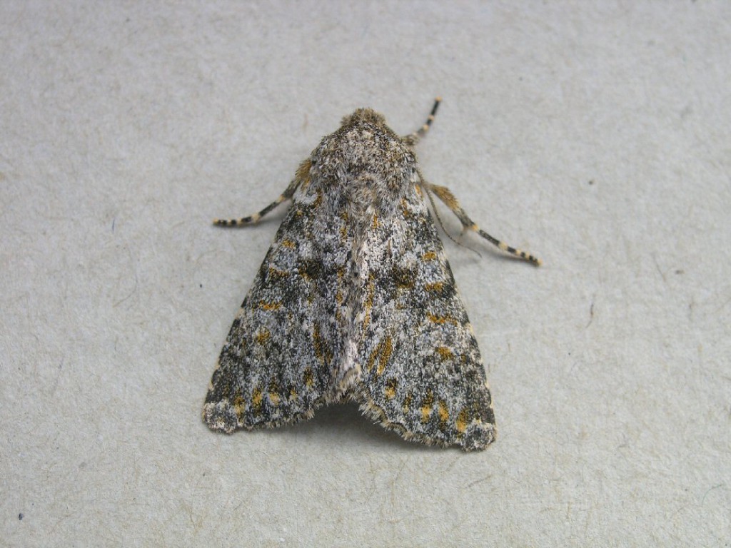 Large Ranunculus (Polymixis flavicincta)