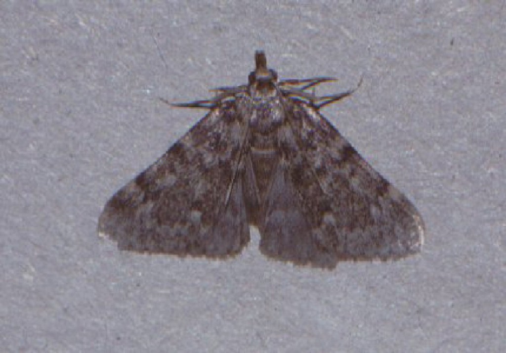 Large Tabby (Aglossa pinguinalis)