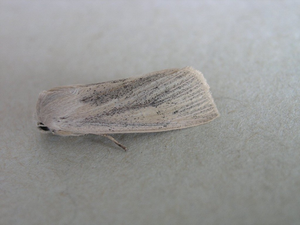 Large Wainscot (Rhizedra lutosa)