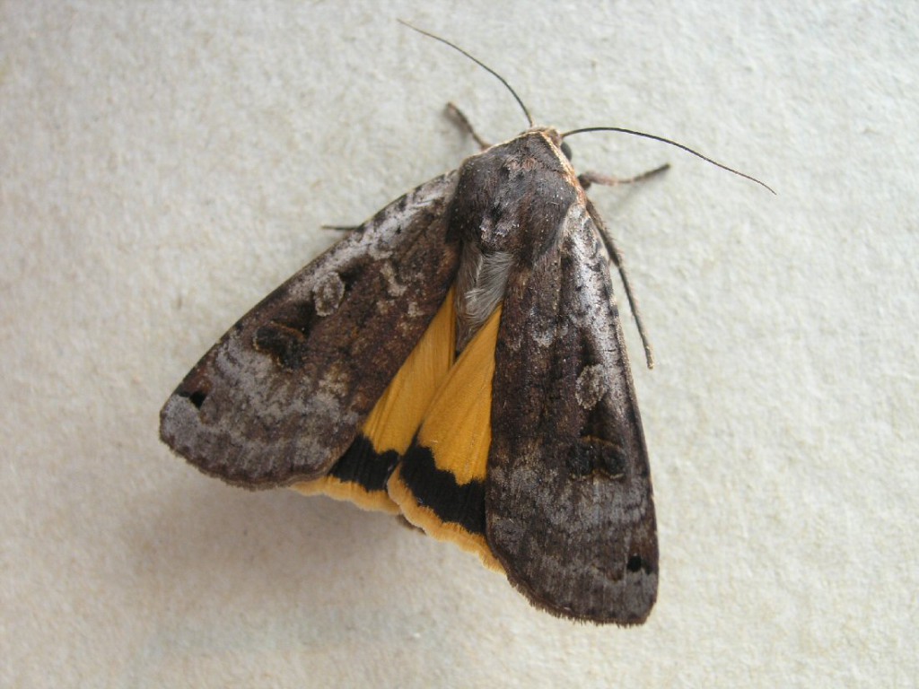 Large Yellow Underwing (Noctua pronuba)