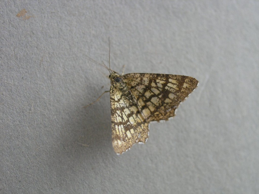 Latticed Heath (Chiasmia clathrata)