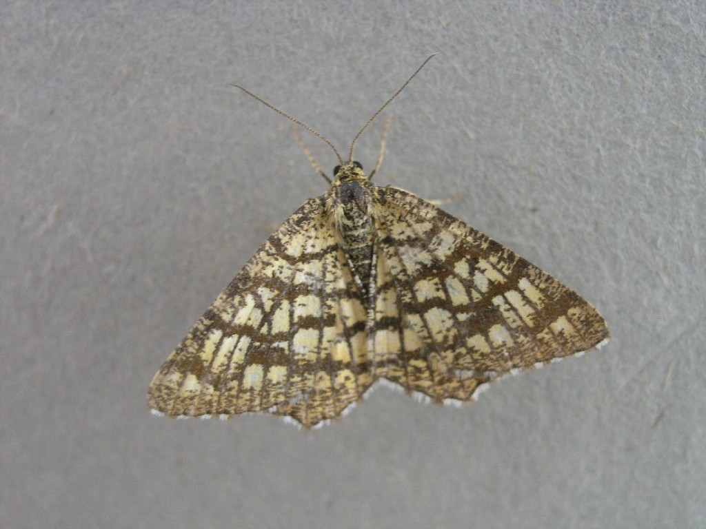 Latticed Heath (Chiasmia clathrata)